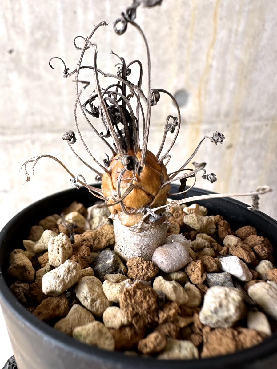 Amazon｜【現品限り】オトンナ・レピドカウリス【L11】 Othonna